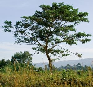 ShadetreeC1AW3656-300x279